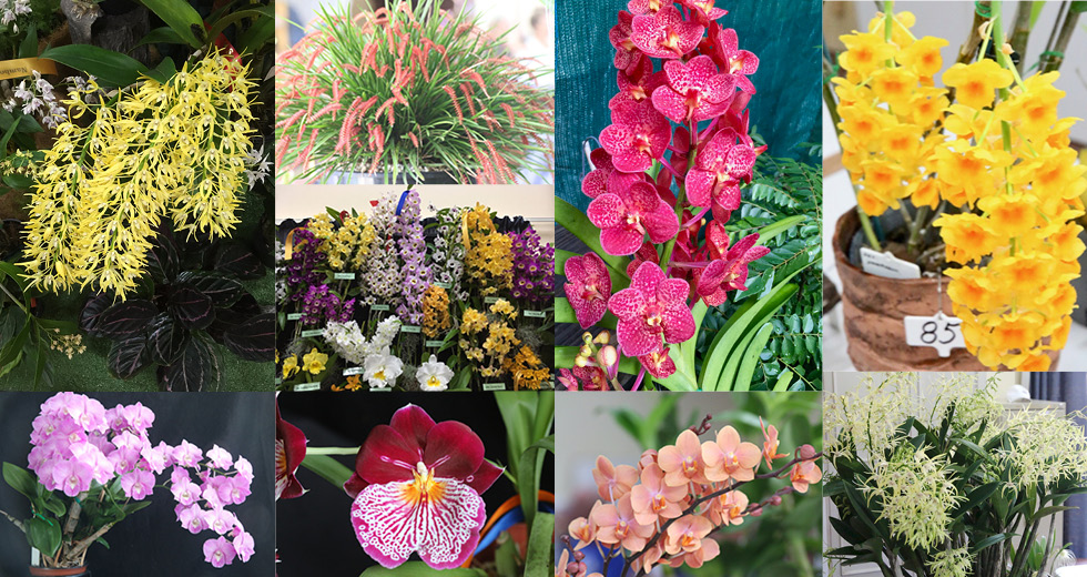 Nambour Orchid Society